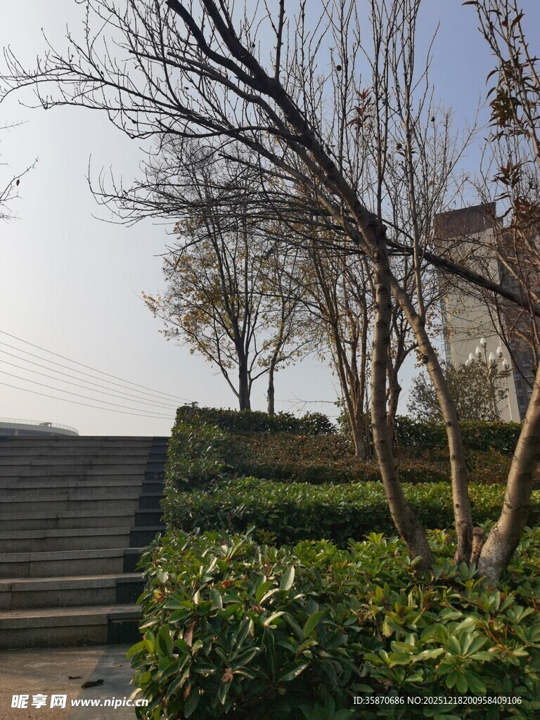 户外园林景观中的树木花草