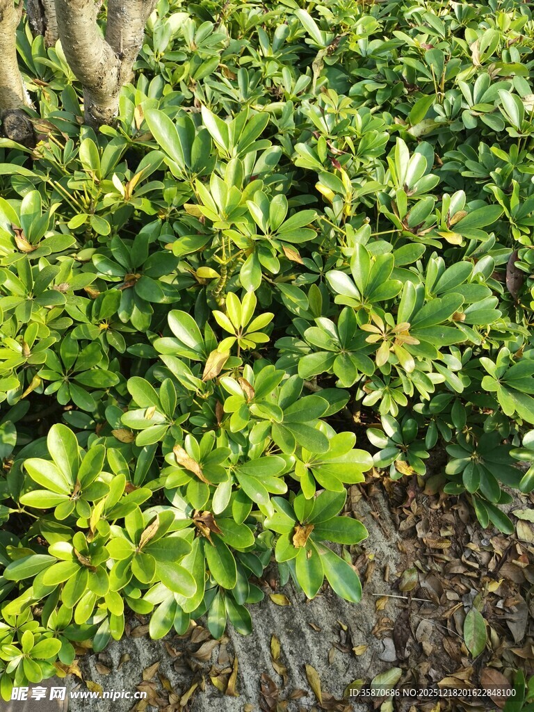 翠绿繁茂的灌木丛