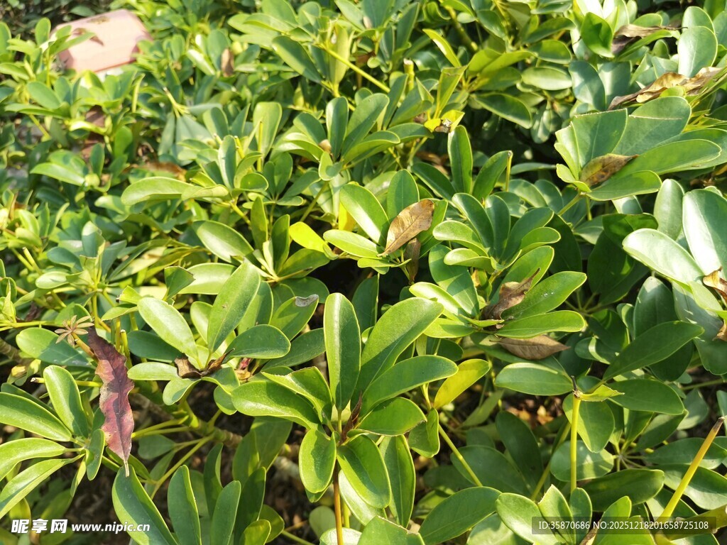 绿叶繁茂的植物景观