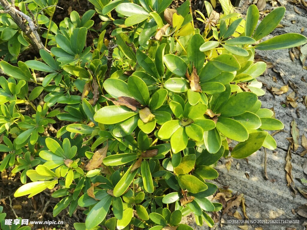 绿叶繁茂的植物景观