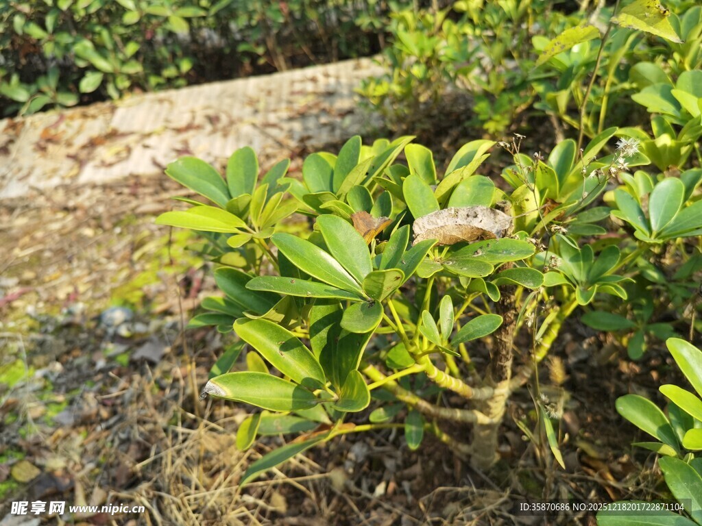 绿叶繁茂的户外植物景观