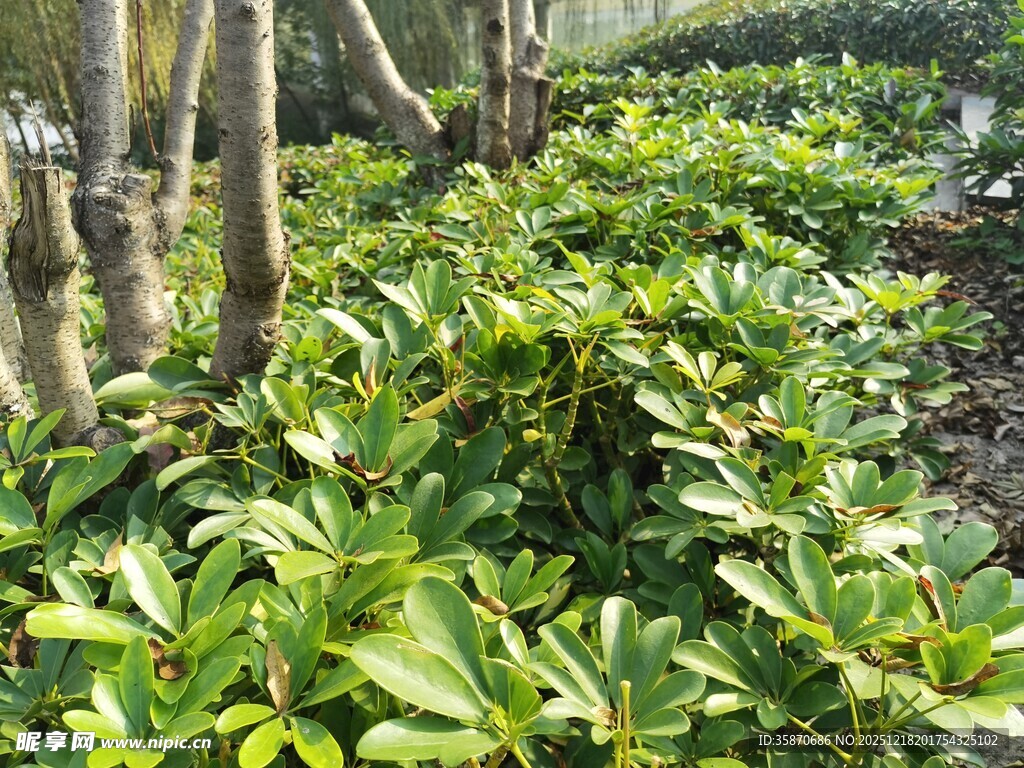 繁茂绿植景观