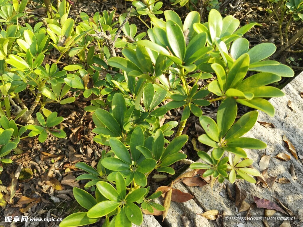 绿叶植物生机盎然