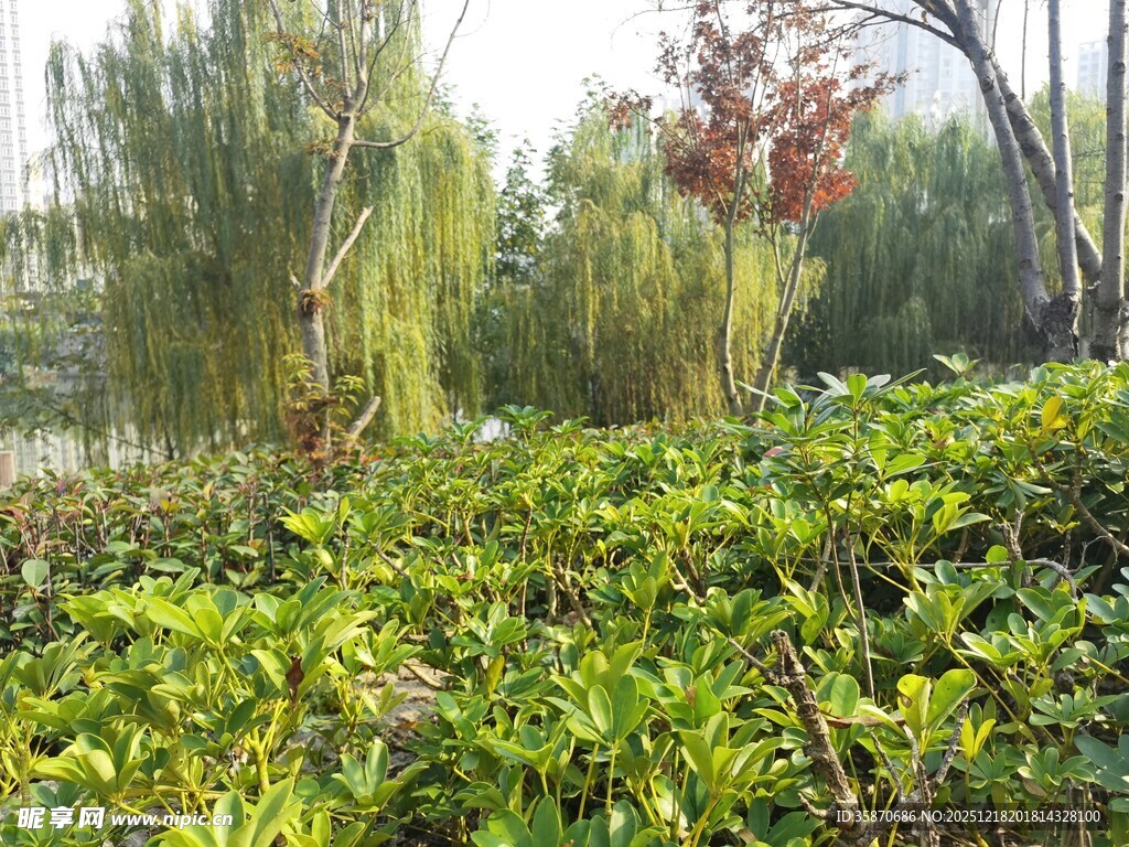 绿意盎然的户外植物景观