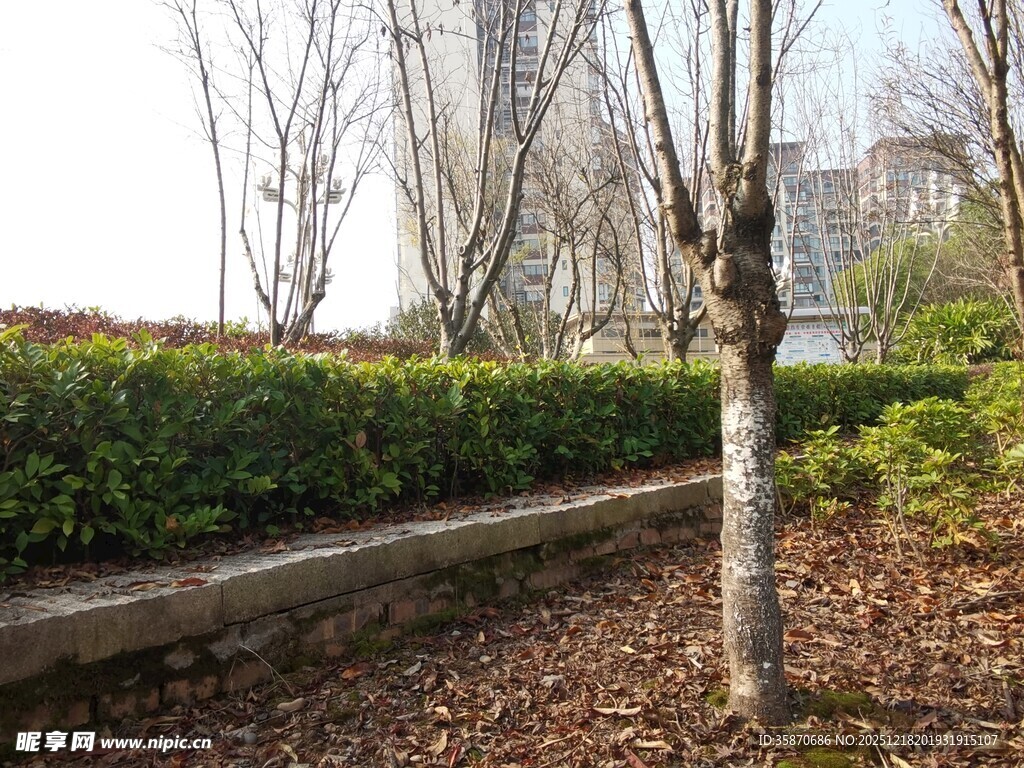 冬日园林中的孤树与绿植