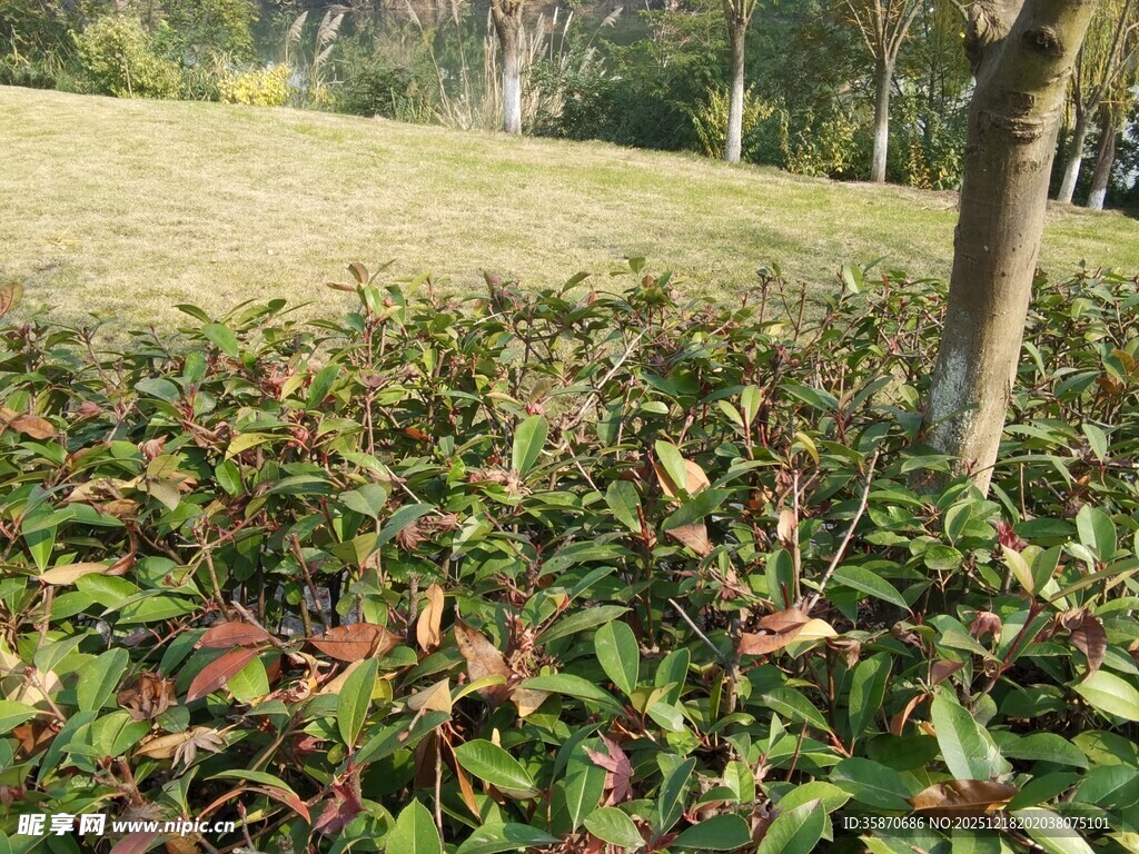 公园中色彩斑斓的灌木丛