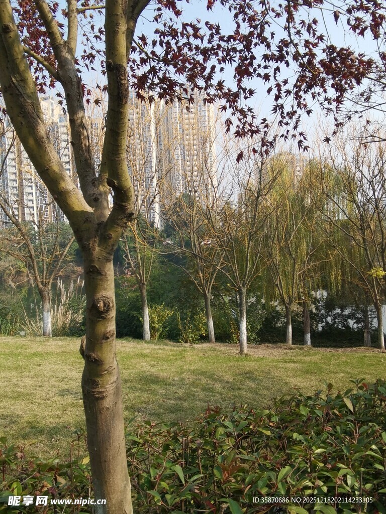 公园春日树木景致