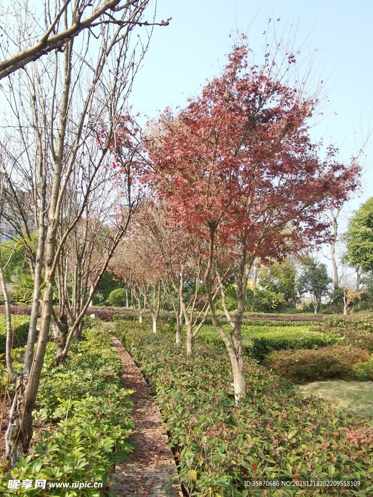 春日林间小径红叶添彩