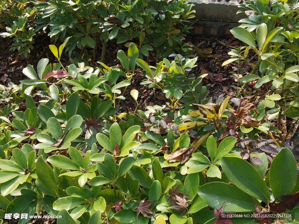 绿叶繁茂的植物景观