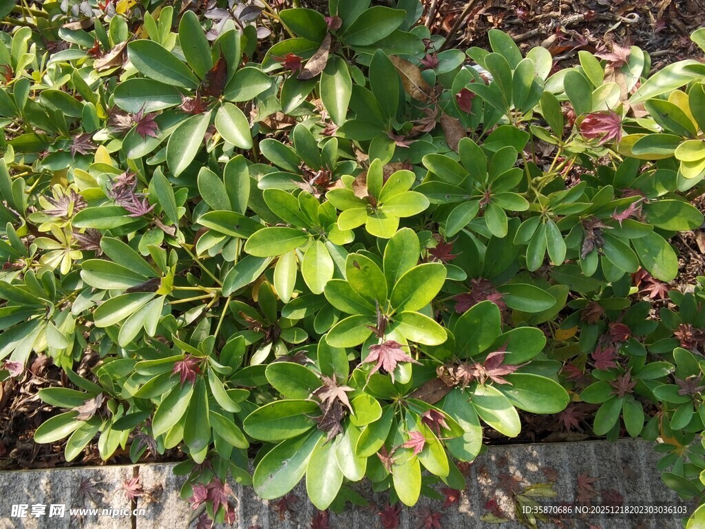 绿叶繁花植物景观