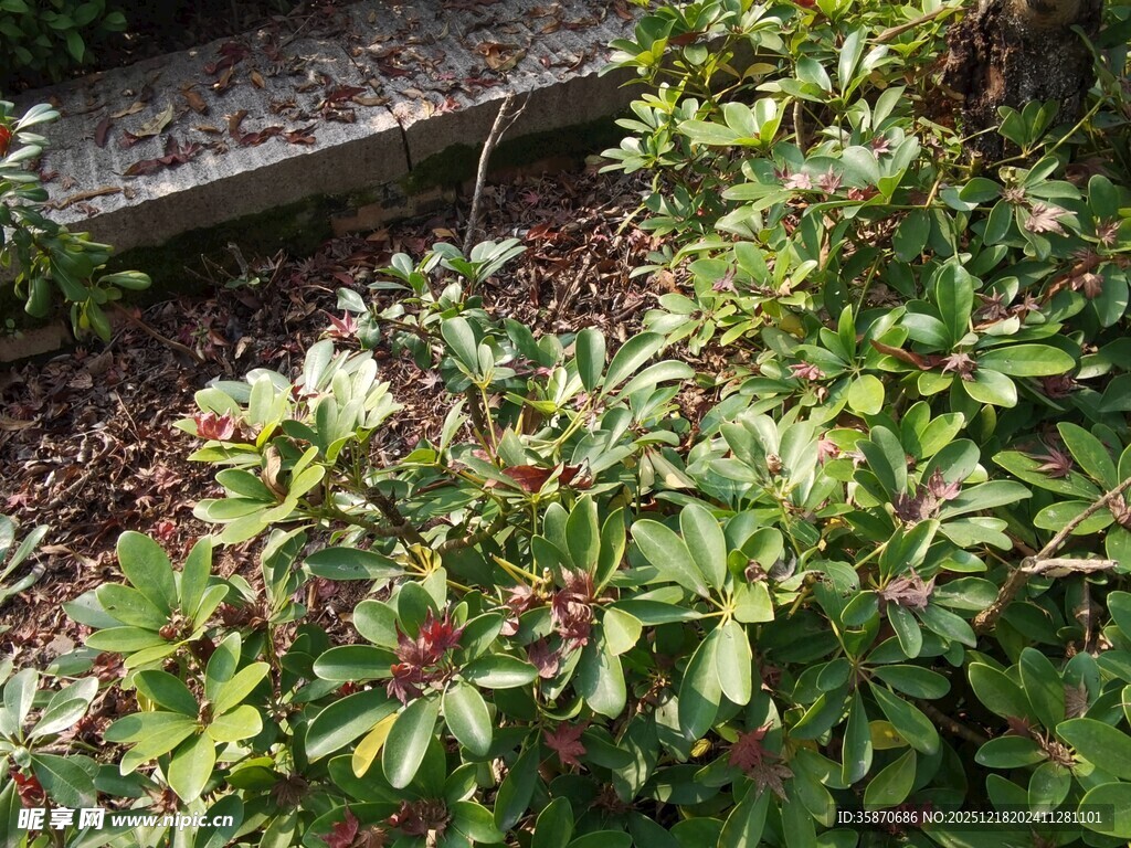 绿叶繁茂的地面植物景观