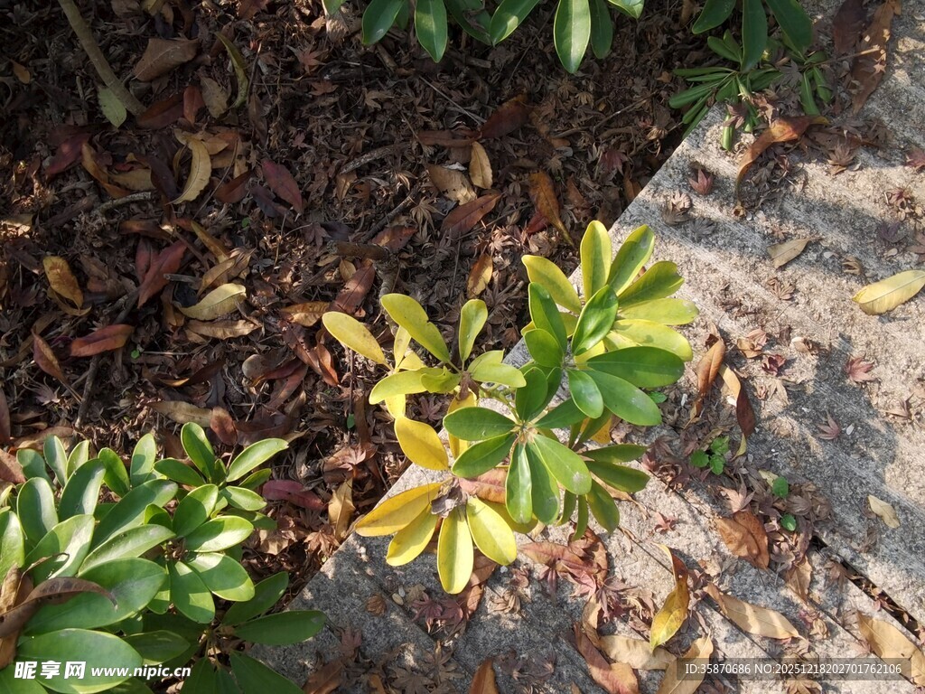 绿叶与落叶交织的景致