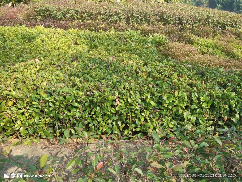 绿意盎然的农田景象