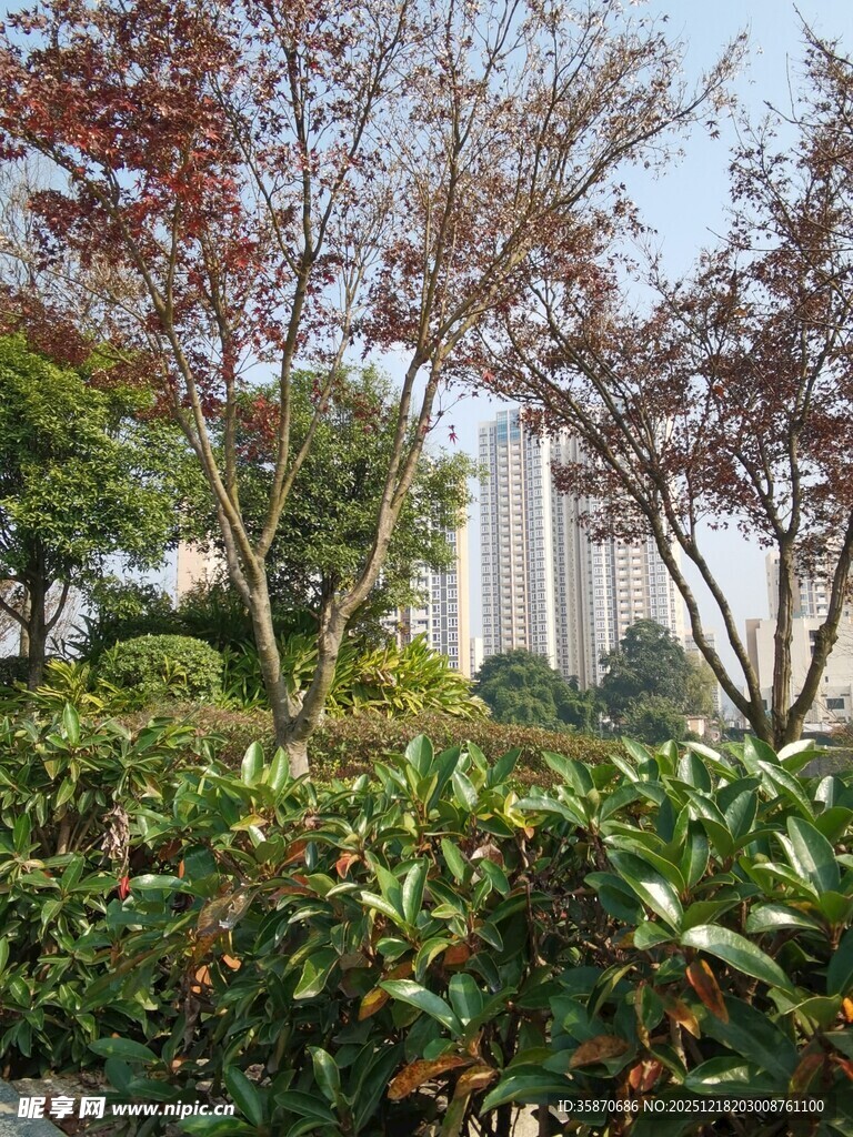 城市园林景观中的多彩树木