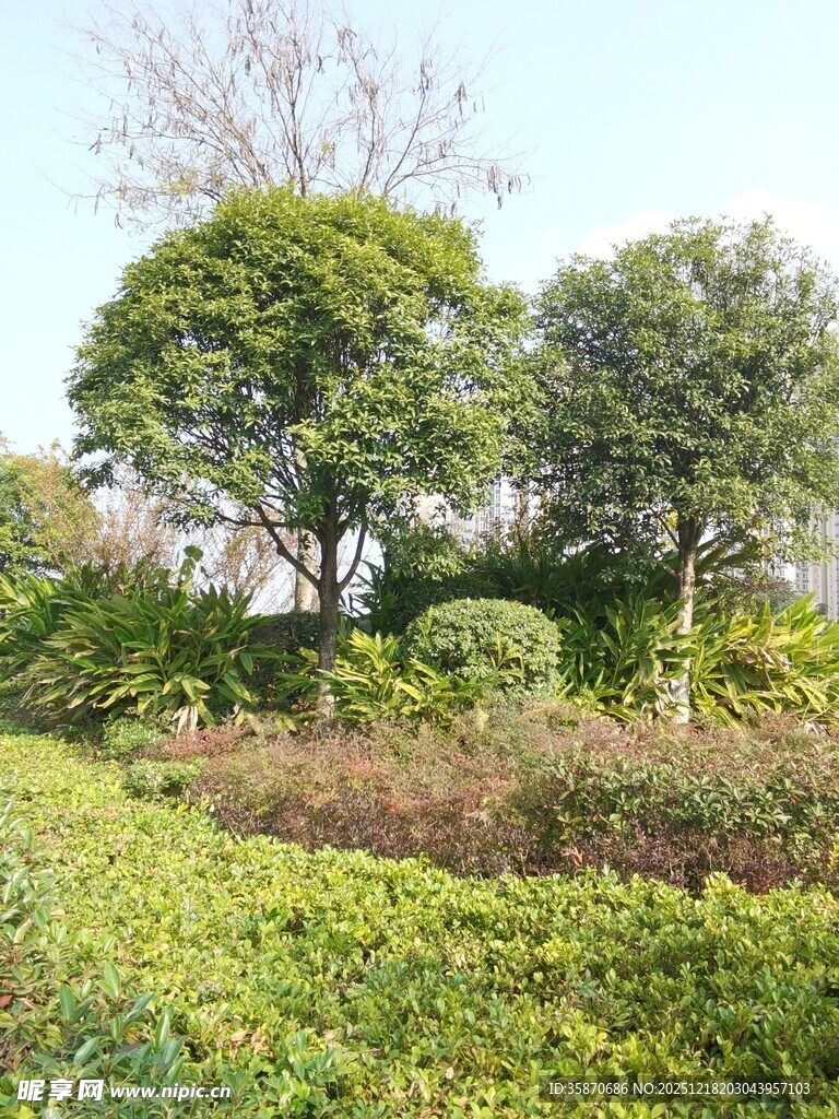 绿意盎然的园林景观