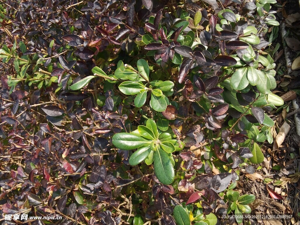 林间翠绿植物生机盎然