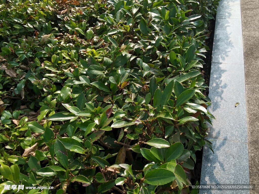 绿叶旁的金属管道