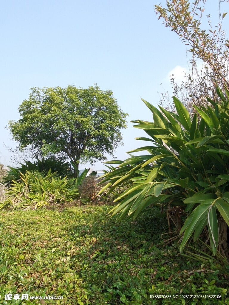 野外绿植繁茂的自然景象
