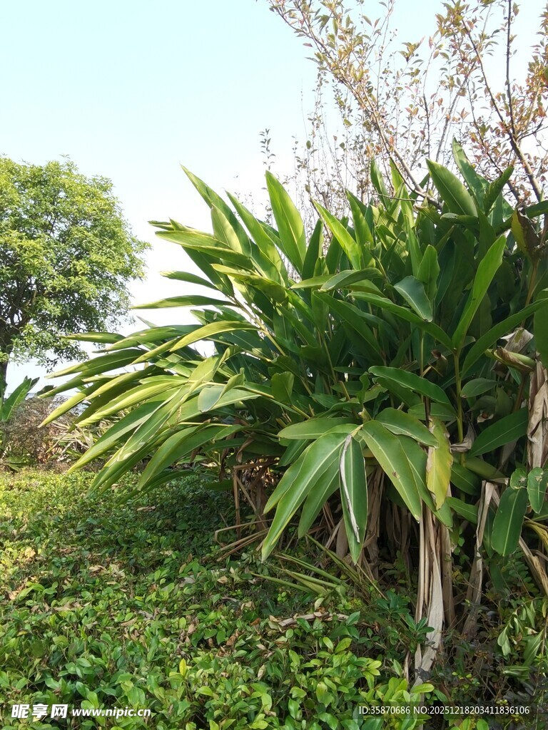 户外翠绿植物景观