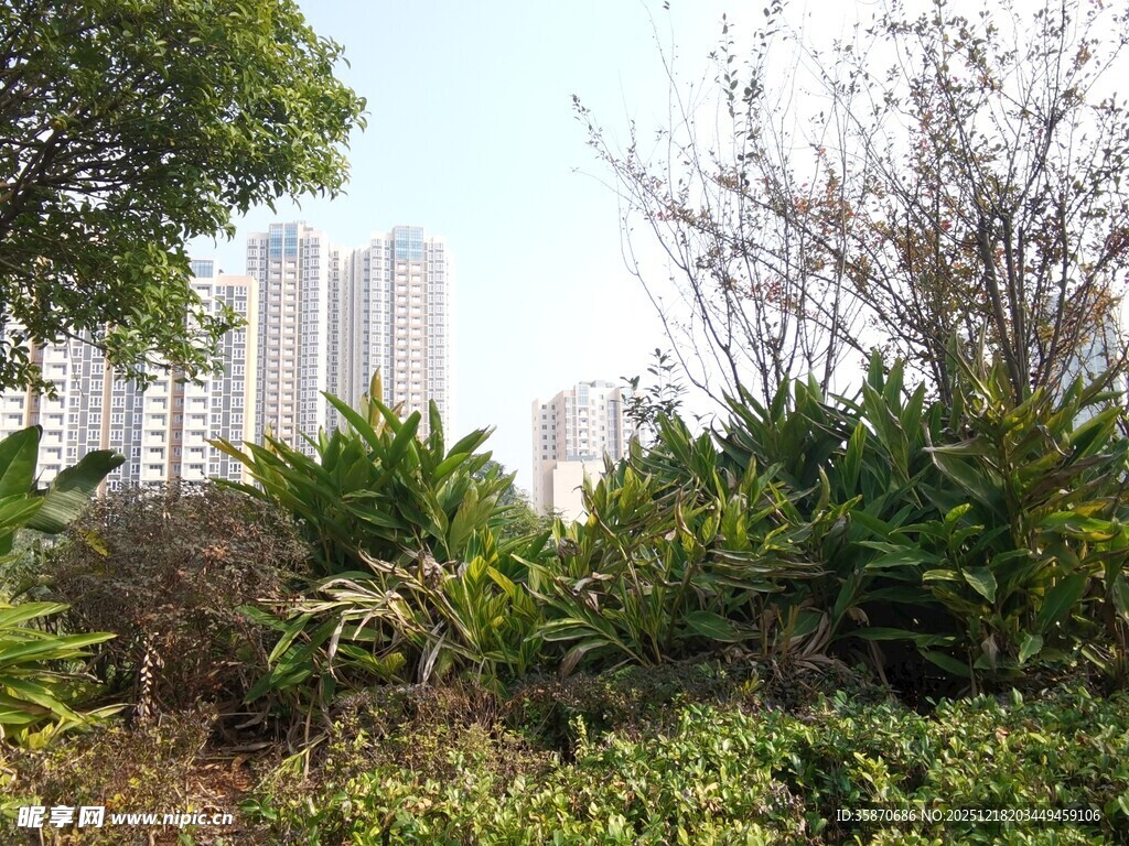 城市中的绿植景观