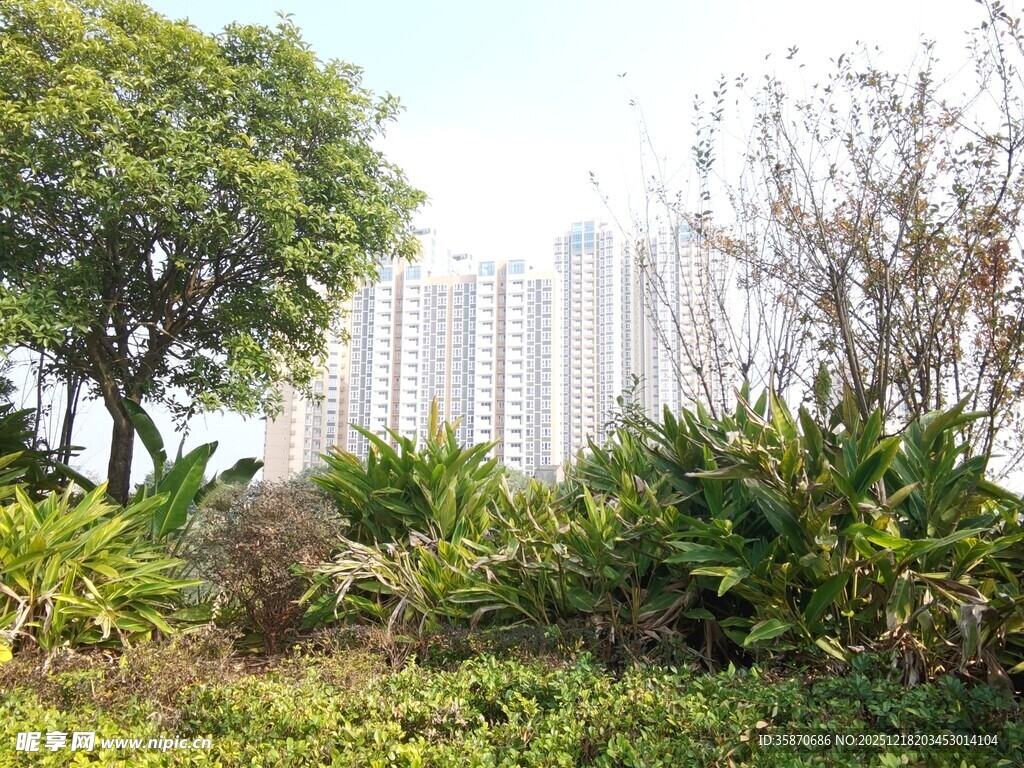 城市中的绿植与高楼景观