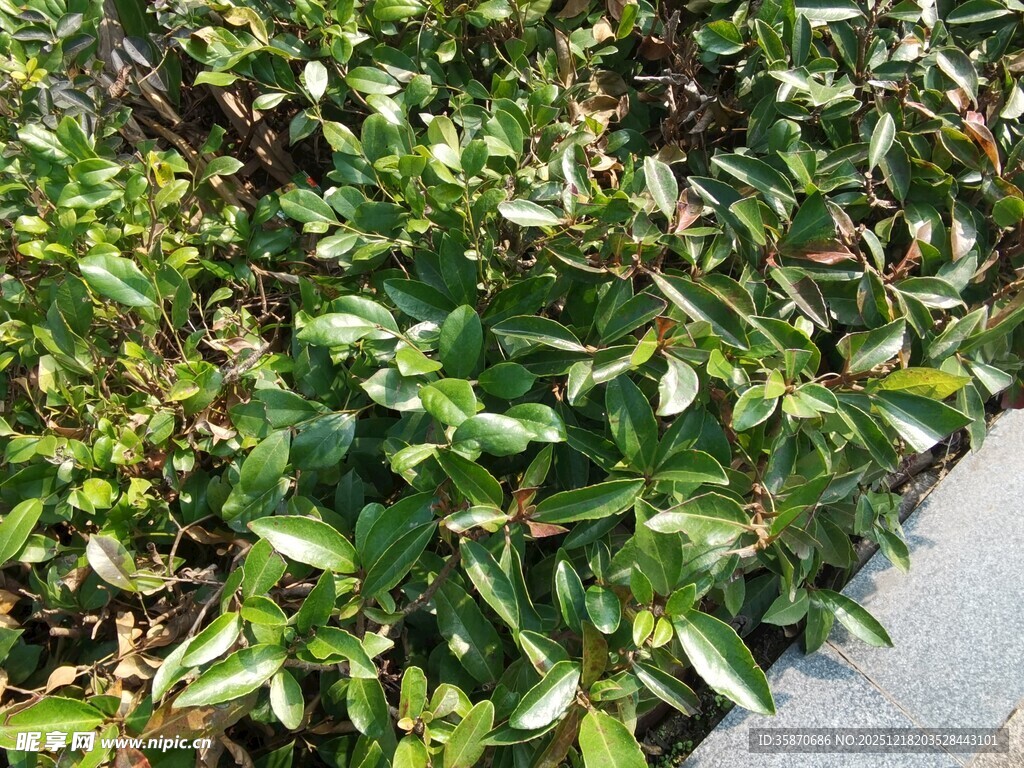绿叶繁茂的植物景观