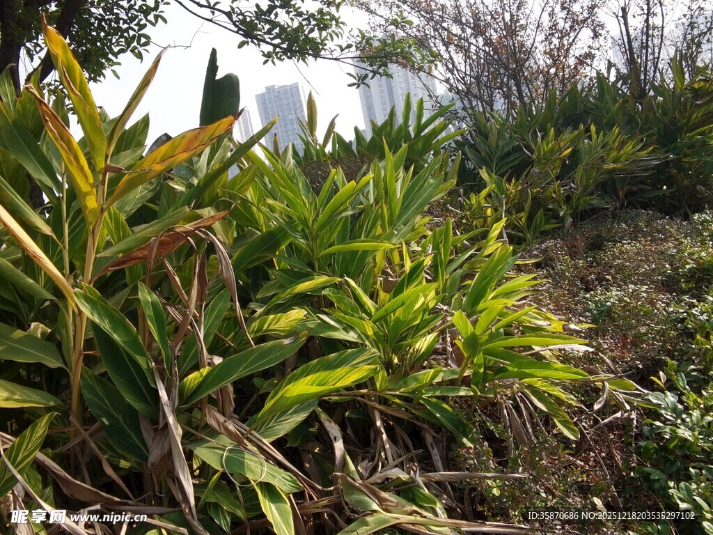 野外繁茂的绿色植物景观