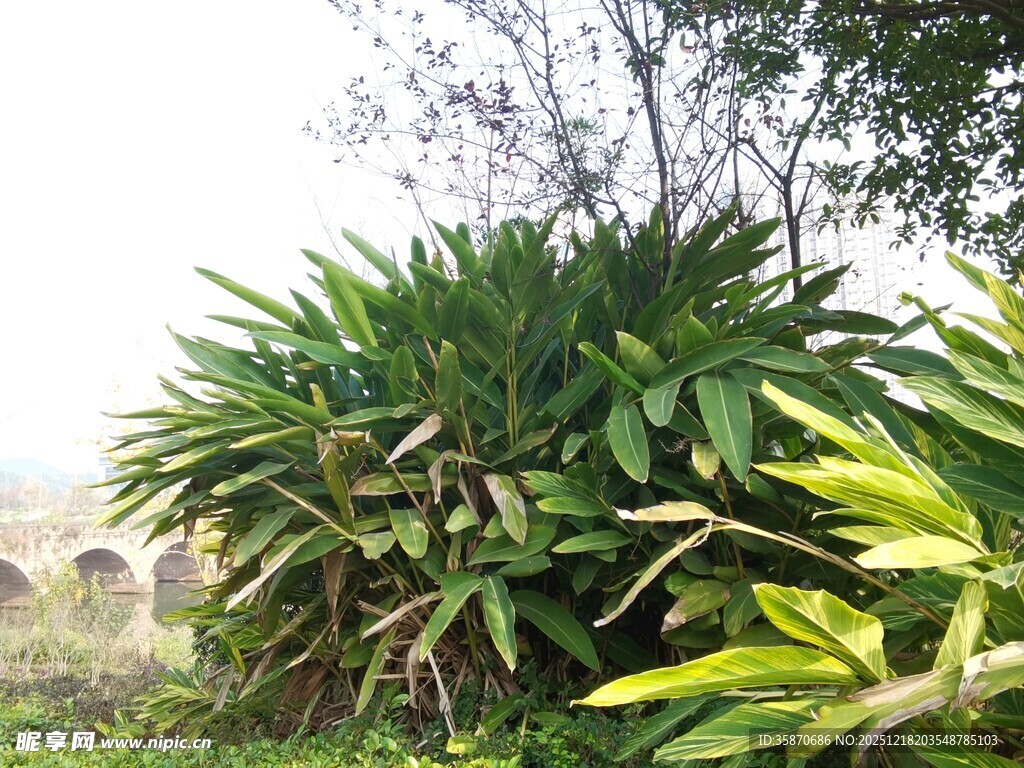 翠绿龙舌兰植物景观