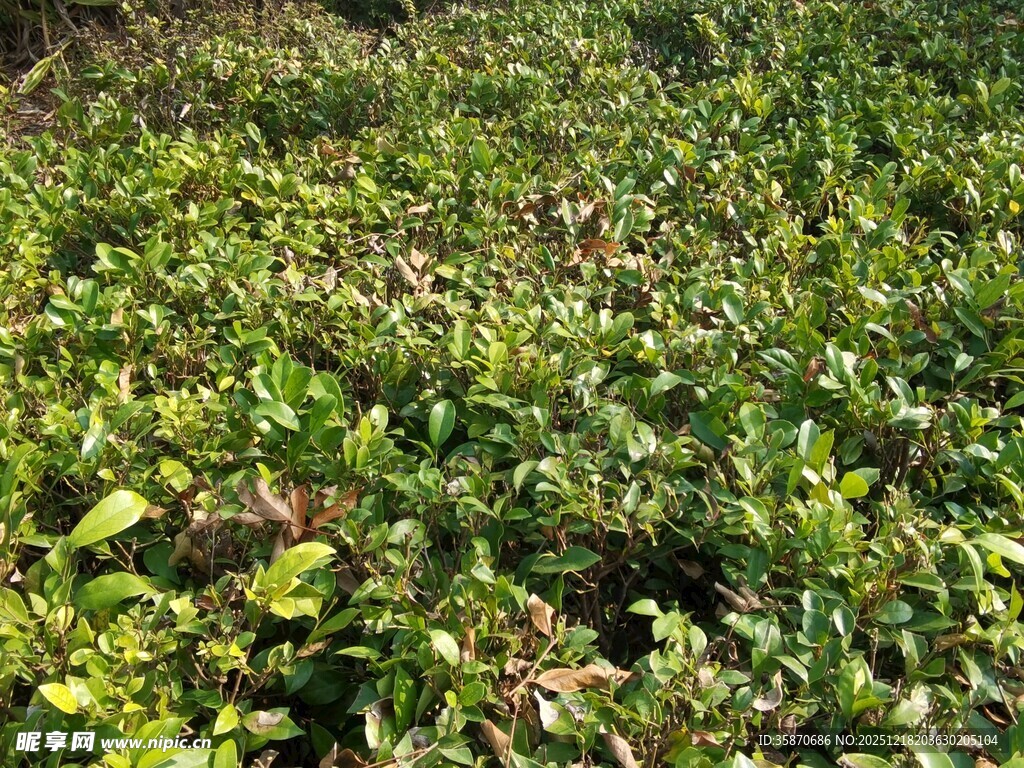 翠绿繁茂的地面植物景观