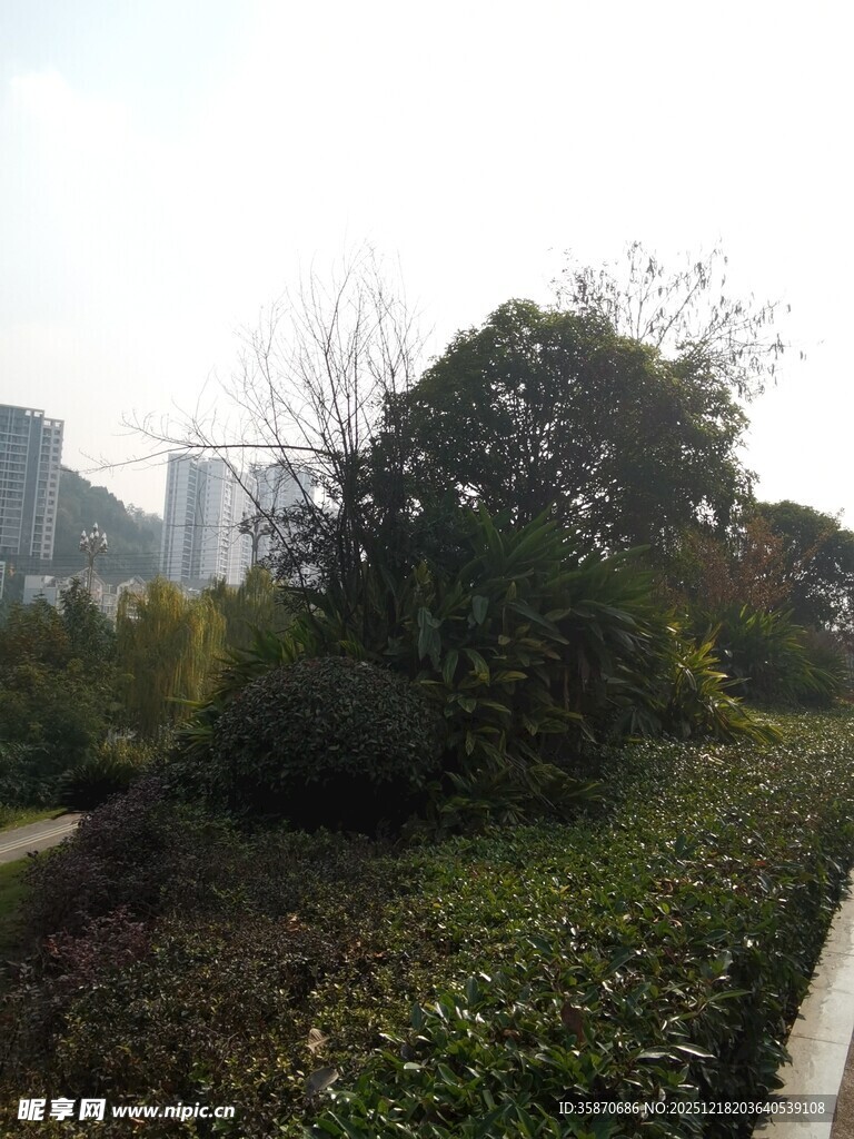 城市中的绿植景观