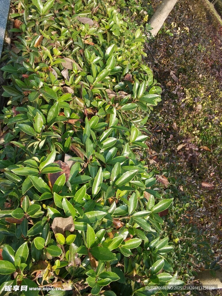 绿叶繁茂的植物景观