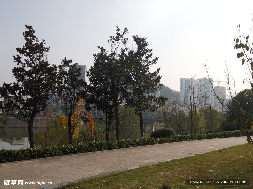 城市公园中的林荫小道