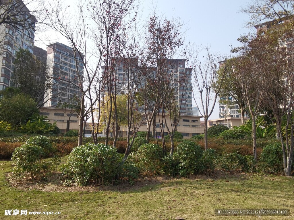 城市中的绿植与高楼景观