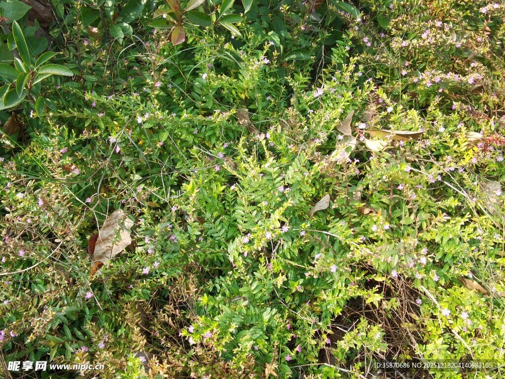 翠绿繁茂的植物景观