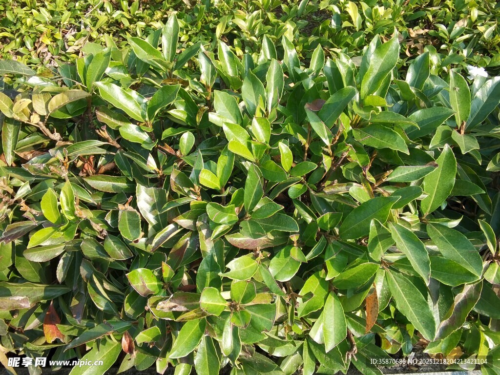 翠绿繁茂的植物景观