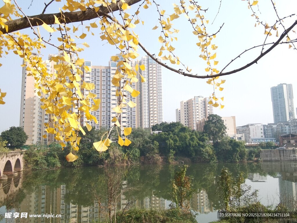 湖畔银杏与城市建筑美景