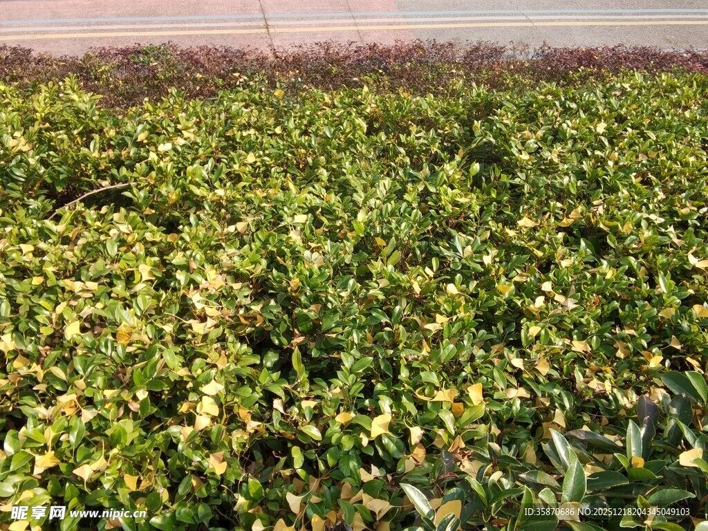 绿意盎然的植物田地