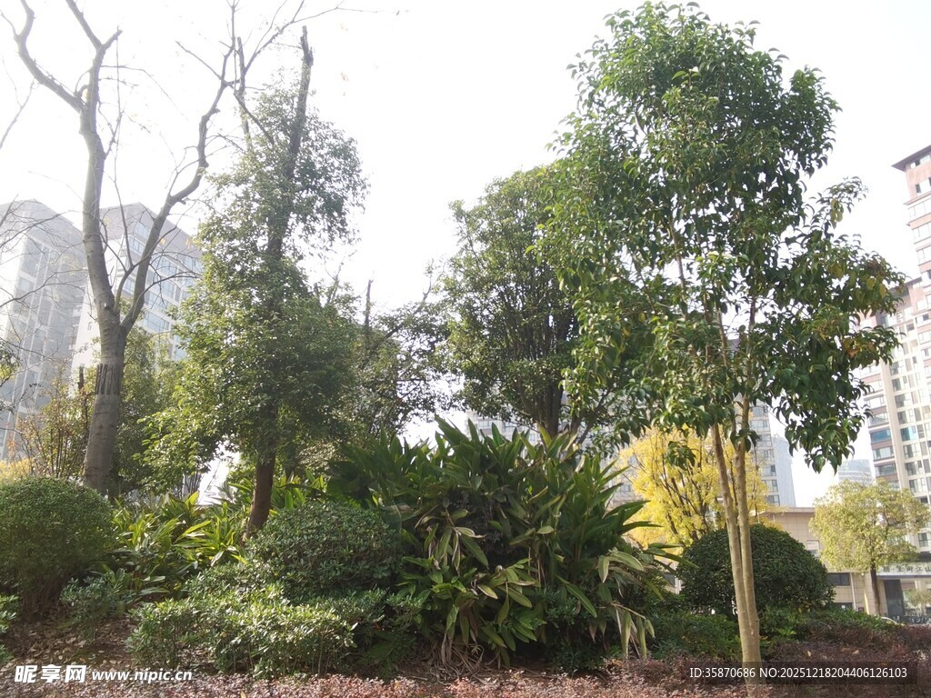 城市中的绿植景观