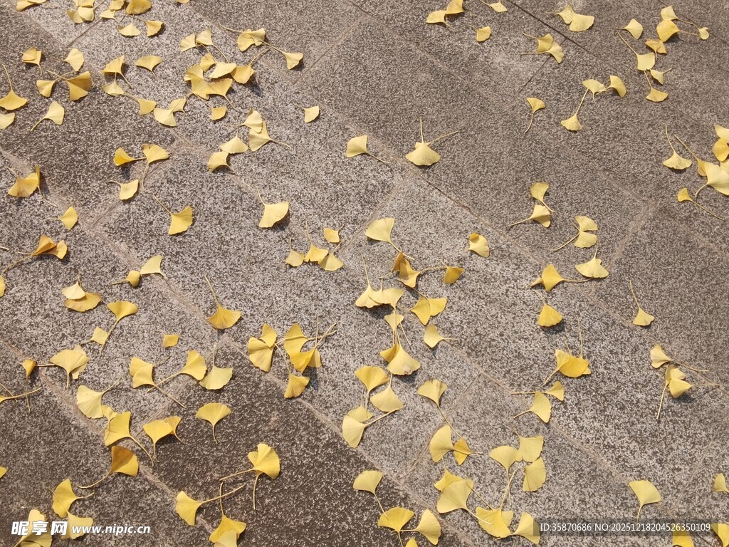 地面散落的金黄银杏叶
