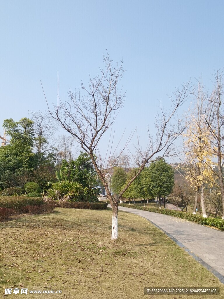 秋日公园小路旁的光秃树木