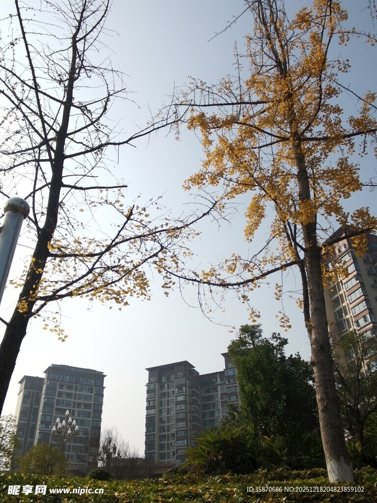 秋日城市中的树木景观