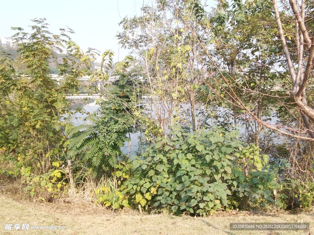 户外繁茂绿植景观