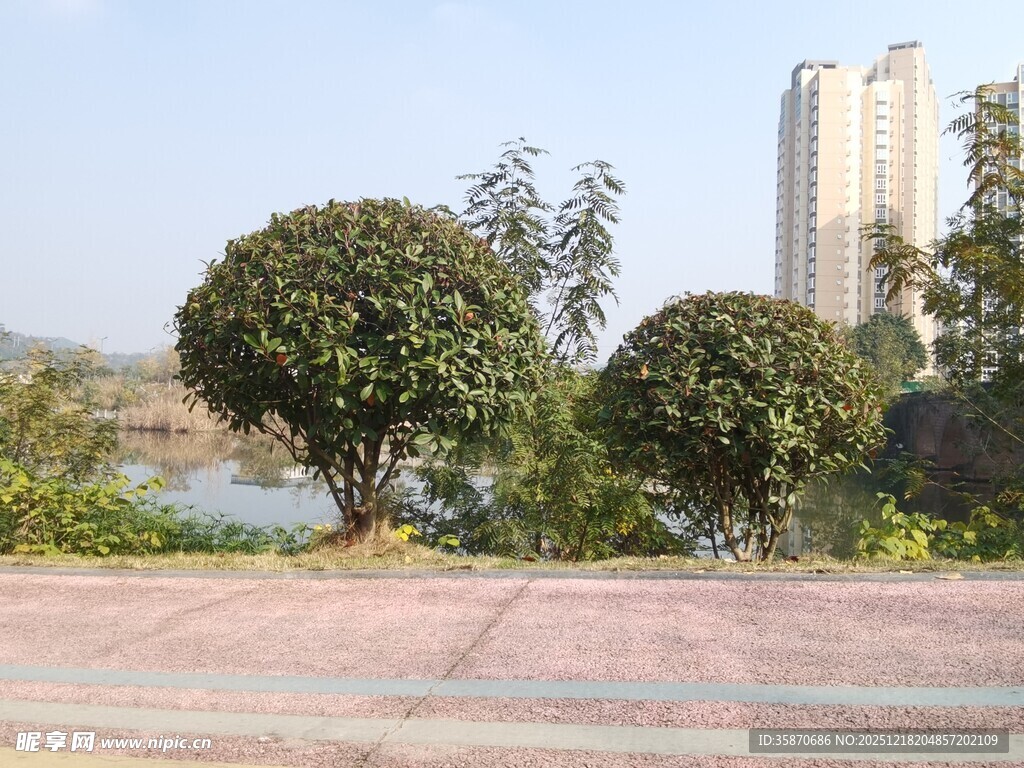 城市湖畔绿树景观