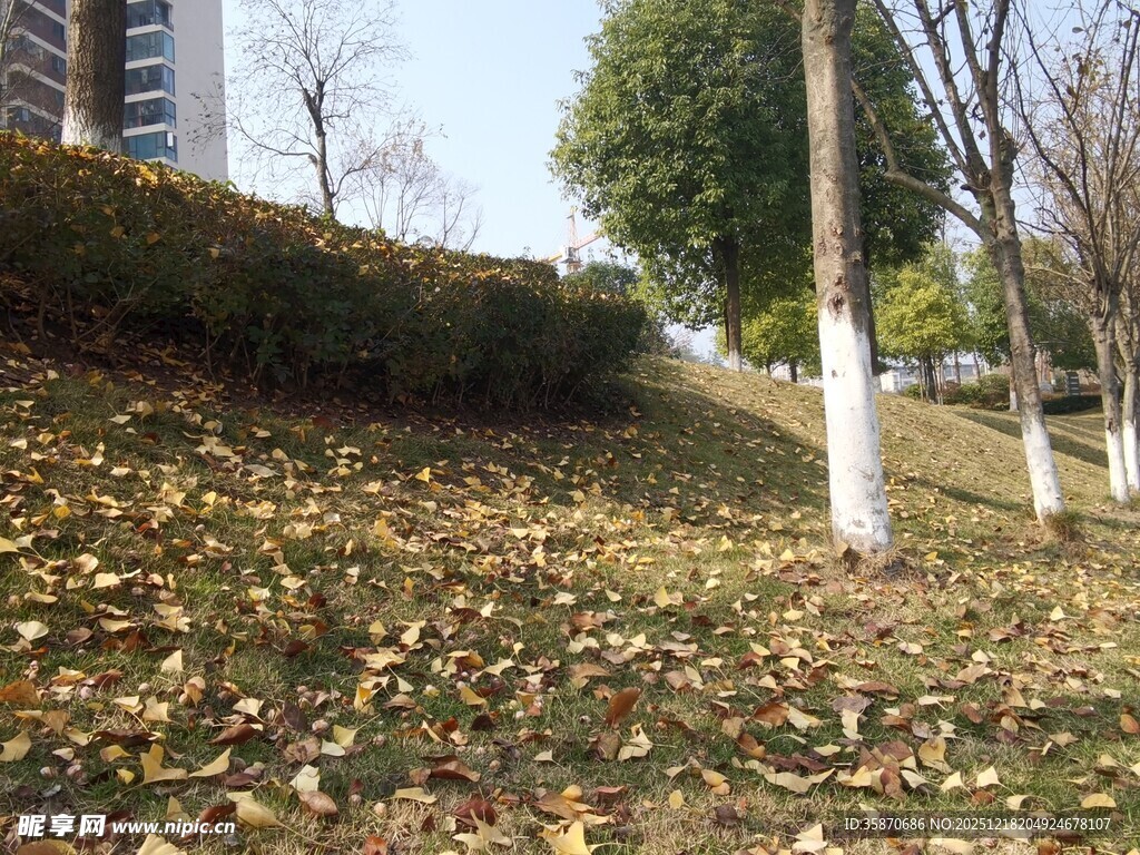 秋日公园落叶景致