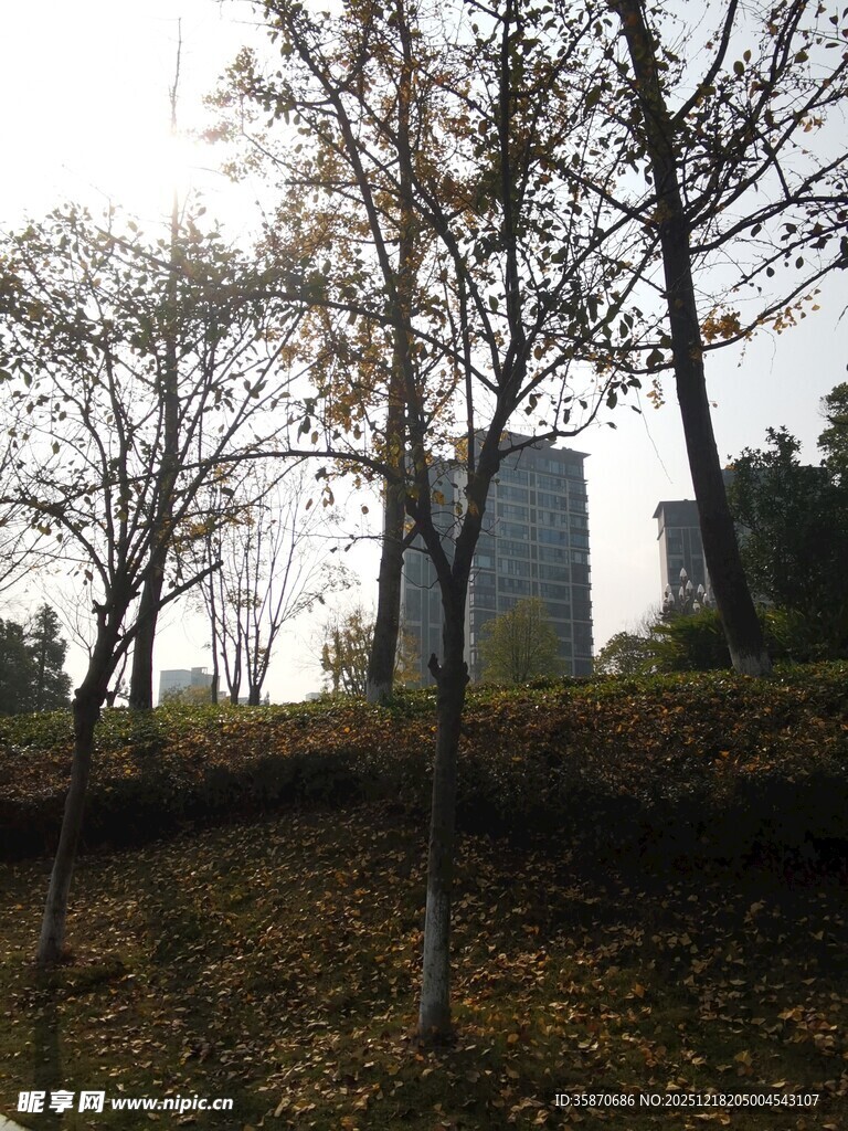 秋日树林中的纪念碑