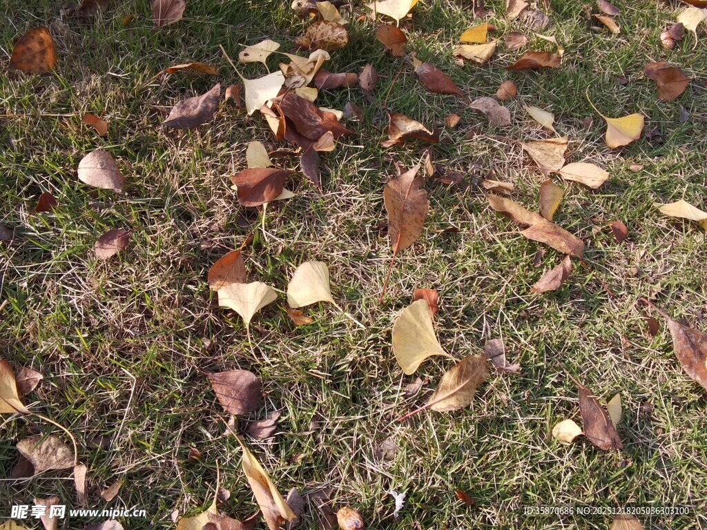 地面散落的多彩秋叶