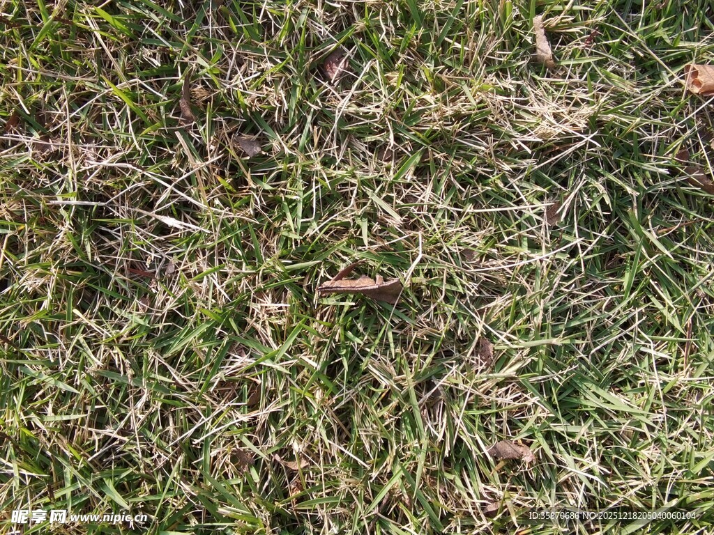 地面上的斑驳绿草景象