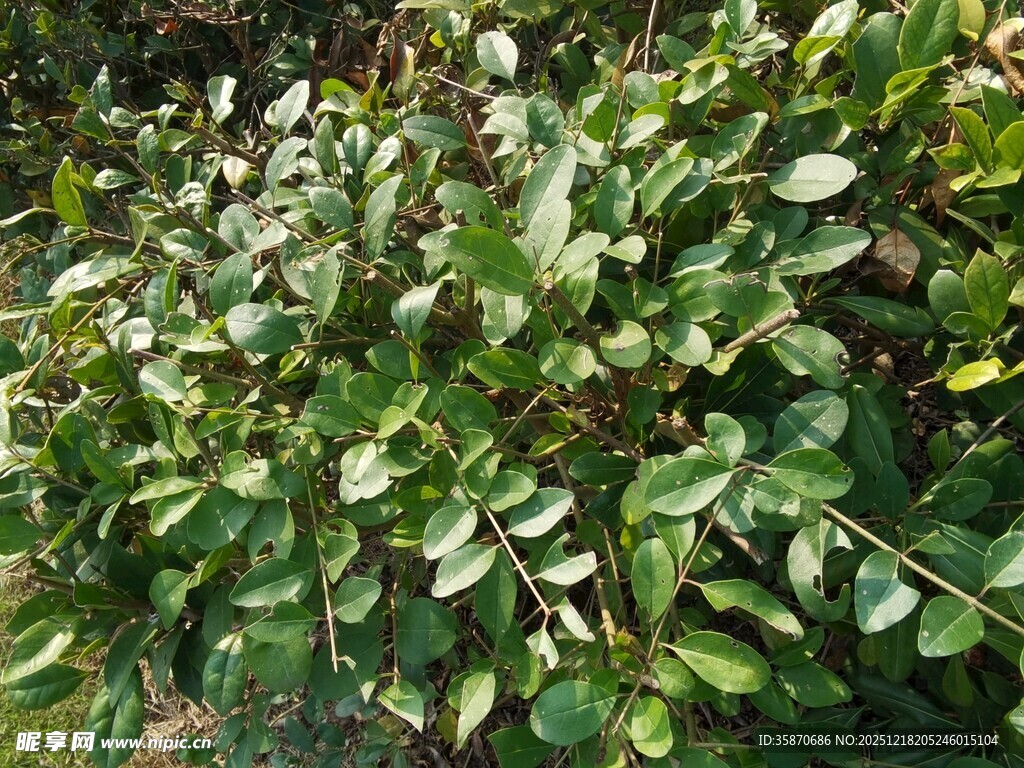 绿叶繁茂的植物景观