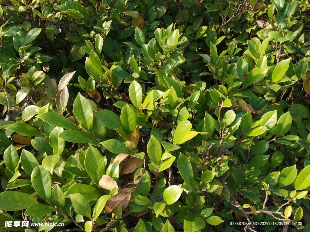 翠绿繁茂的灌木丛