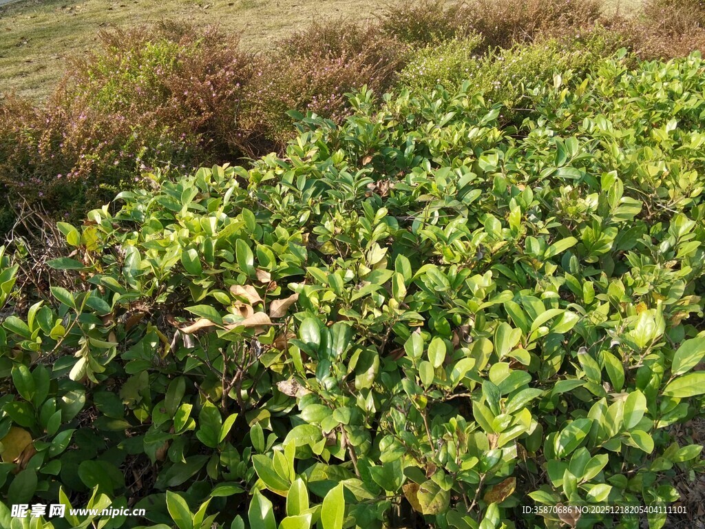 野外繁茂的绿色植物景观